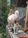 three cats standing on a concrete fence. there is a cat looking at the photographer