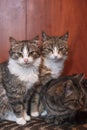 Three cats together indoors shelter. Royalty Free Stock Photo
