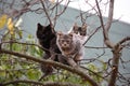 Three cats on tree Royalty Free Stock Photo