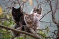 Three cats on tree Royalty Free Stock Photo