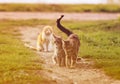 Three beautiful cats walking on the road in the spring Sunny garden flooded with warm light