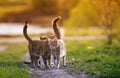 Three cats walking side by side on the green path in the garden in the garden of the may Sunny warm day