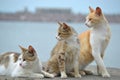 Three cats watching