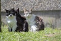Three cats watching in the sunlight Royalty Free Stock Photo