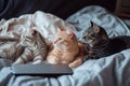 Three cats watching a laptop screen on a bed together in a comfy setting Royalty Free Stock Photo