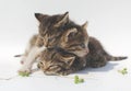 Three cats on a white backgrownd Royalty Free Stock Photo