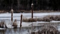Three (3) cattails with fluff and frozen water Royalty Free Stock Photo