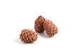 Three cedar cones with drops of resin isolated