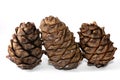 Three cedar cones pinus sibirica on the white background Royalty Free Stock Photo