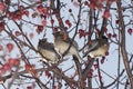 Three Cedar waxwings in berry tree in winter