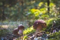 Three cep mushrooms grow in autumn forest Royalty Free Stock Photo