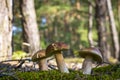 Three cep mushrooms grows in forest Royalty Free Stock Photo