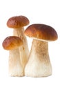 Three ceps, boletus, isolated