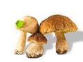 Three ceps