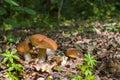 Three ceps mushrooms in deciduous forest