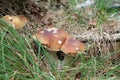 Three Ceps Mushrooms Grows In Grass
