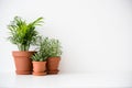Three ceramic pots with green houseplants and white wall