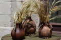 Three ceramic pots with spikelets, corn stand on the windowsill Royalty Free Stock Photo