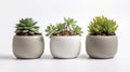 Three ceramic pots with succulents isolated on white created with Generative AI Royalty Free Stock Photo