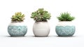 Three ceramic pots with succulents isolated on white created with Generative AI Royalty Free Stock Photo