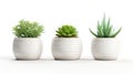 Three ceramic pots with succulents isolated on white created with Generative AI Royalty Free Stock Photo