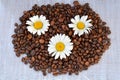 Three chamomile and coffee beans background. Chamomile and raw coffee beans on white, wooden texture.