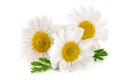 Three chamomile or daisies with leaves isolated on white background