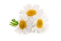 Three chamomile or daisies with leaves isolated on white background