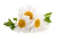 Three chamomile or daisies with leaves on white background