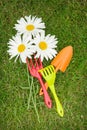Three chamomile flowers and garden tools over green grass