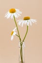 Three chamomile flowers in a glass transparent vase close-up on