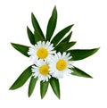 Three chamomile flowers and green leaves