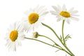 Three Chamomile Flowers Isolated on White Background Royalty Free Stock Photo