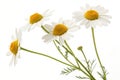 Three Chamomile Flowers Isolated on White Background Royalty Free Stock Photo