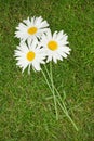 Three chamomile flowers