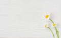 Three flowers of a camomile on a white wooden background Royalty Free Stock Photo