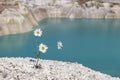 Three chamomile on a hillside