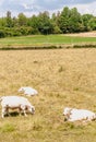 Three Charo cows, grazing in hayfield Royalty Free Stock Photo