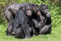 Three cheeky chimpanzees sitting close together Royalty Free Stock Photo