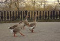 Three cheerful gray gooses walk along the city pavement