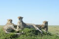 Cheetah sitting on a hill on savannah Royalty Free Stock Photo