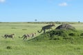 Three Cheetah Acinonix jubatus together on hill