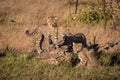 Three cheetah cubs around log in grass Royalty Free Stock Photo