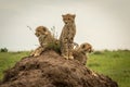 Three cheetah cubs scanning horizon on mound Royalty Free Stock Photo