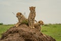 Three cheetah cubs side-by-side on termite mound Royalty Free Stock Photo