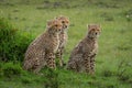 Three cheetah cubs sit by grassy mound Royalty Free Stock Photo