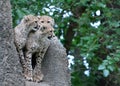 Three cheetah cubs on a termite mound