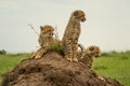 Three cheetah cubs together on termite mound Royalty Free Stock Photo