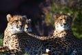 Three cheetahs Royalty Free Stock Photo