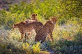 Three cheetahs in the Etosha National Park